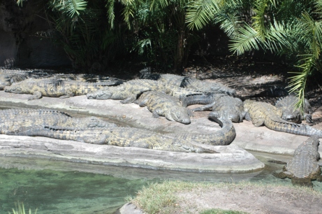 Crocs in Animal Kingdom