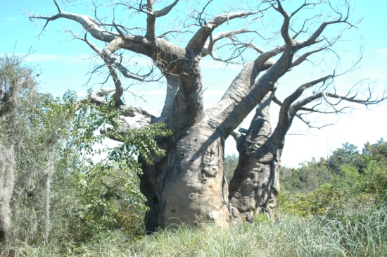 Tree in Animal Kingdom